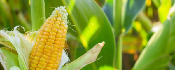 玉米片如何制作好吃