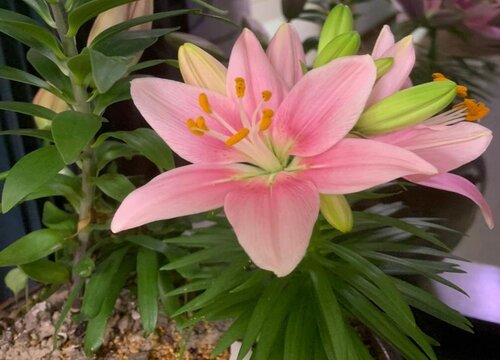 百合花盆栽的养殖方法