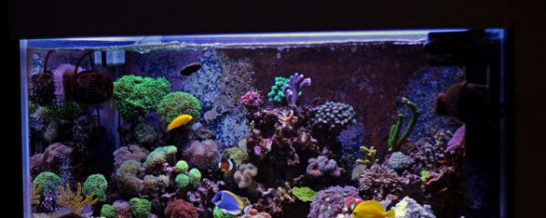 鹦鹉鱼吃什么食物