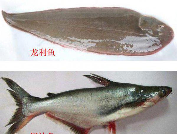 超市冷冻巴沙鱼能吃吗