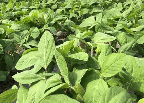 毛豆种植时间和方法