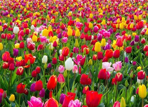 郁金香花苞没开就蔫了还能开花吗