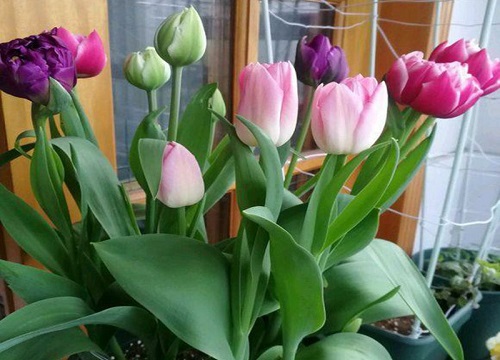 郁金香花苞没开就蔫了还能开花吗