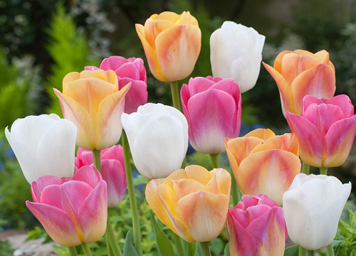 郁金香花苞没开就蔫了还能开花吗