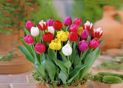 郁金香花苞没开就蔫了还能开花吗