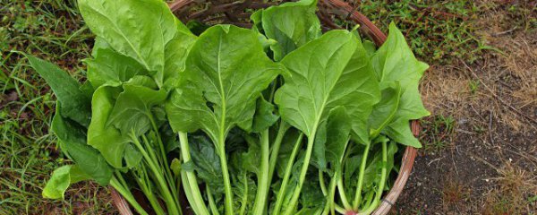 菠菜能和猪肉一起吃吗