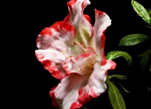 西洋鹃一年开几次花