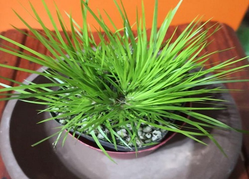 菖蒲可以水培吗