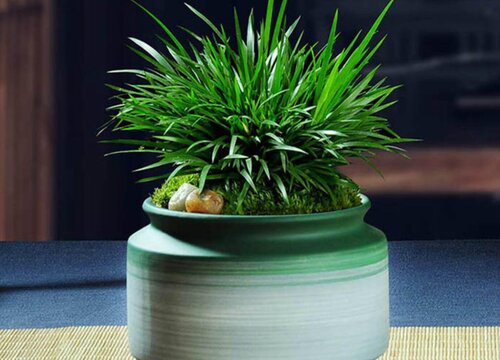 菖蒲可以水培吗