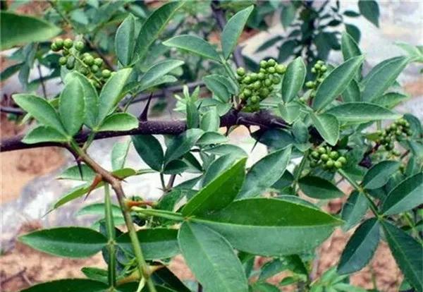 用花椒籽可以种成花椒树苗吗