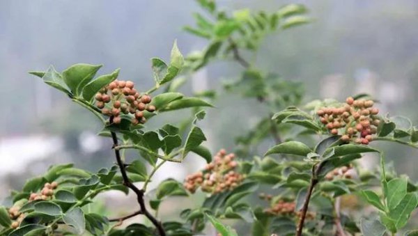 用花椒籽可以种成花椒树苗吗