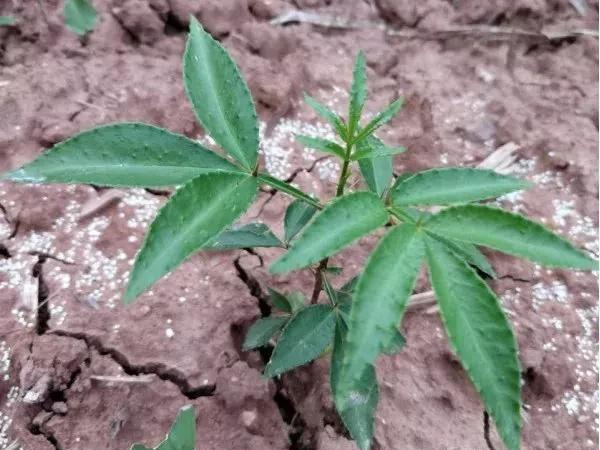 用花椒籽可以种成花椒树苗吗