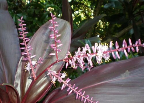 红叶朱蕉开花吗