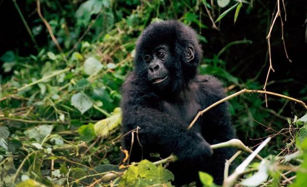 世界十大遗产简介