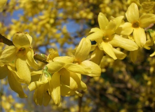 连翘是什么花序类型