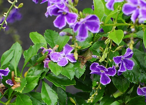 连翘是什么花序类型