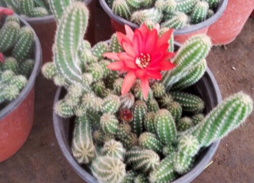 仙人掌花的功效与作用及食用方法