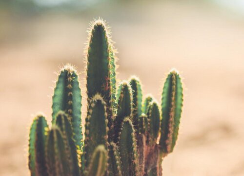 仙人掌花的功效与作用及食用方法