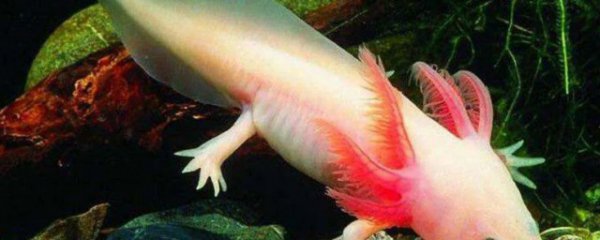 娃娃鱼和六角龙鱼区别