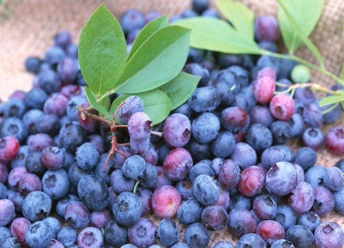 减肥的水果有哪些