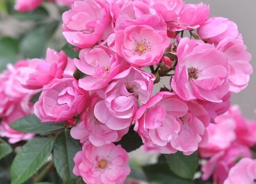 安吉拉月季是藤本还是灌木