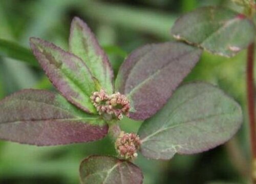 飞扬草有什么作用