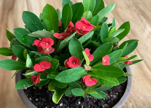 虎刺梅冬天出现干边的原因及解决方法