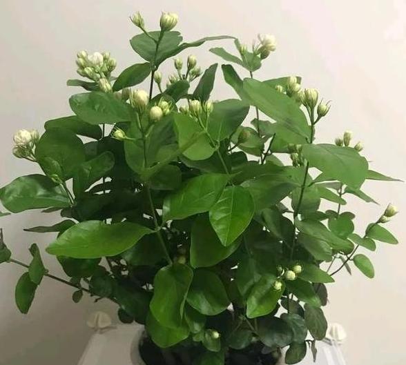 家庭养花怎样使用硫酸亚铁