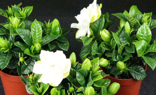 家庭养花怎样使用硫酸亚铁