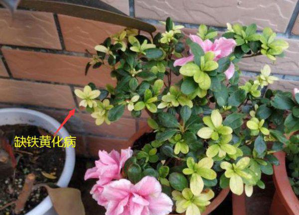 家庭养花怎样使用硫酸亚铁