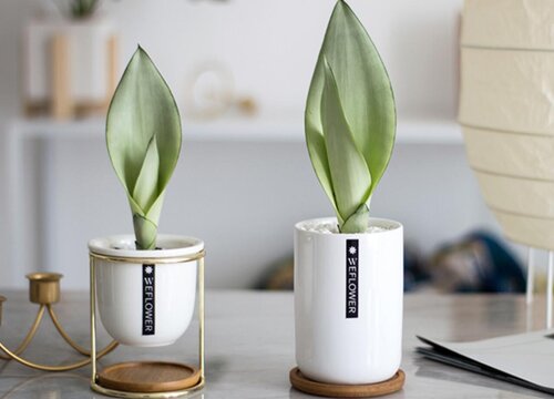 夏天虎皮兰如何养护侧芽多