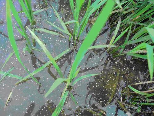 水稻稻飞虱打什么药