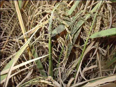 水稻稻飞虱打什么药