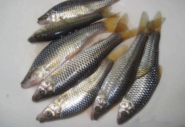 顶漂不中鱼什么原因