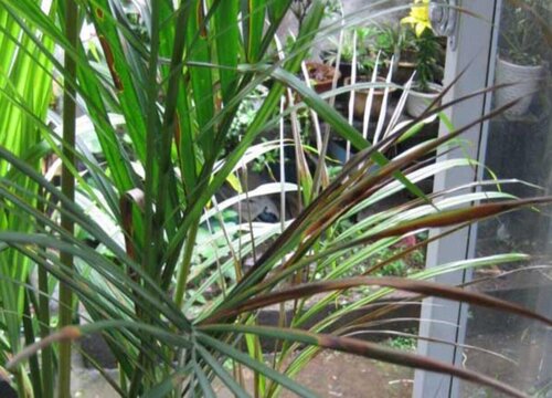 凤尾竹能不能晒太阳