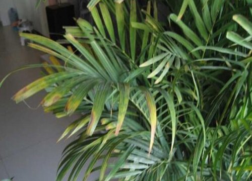 凤尾竹能不能晒太阳