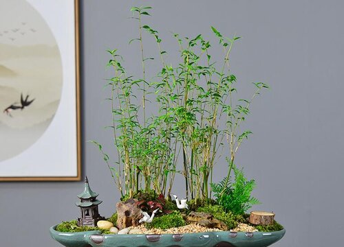 凤尾竹能不能晒太阳