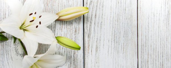 舅舅搬家适合送什么花束