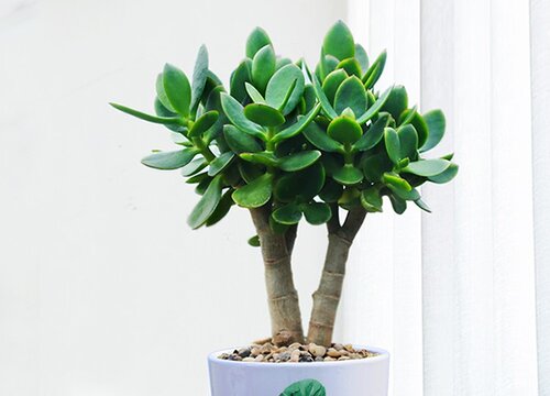 玉树冬季养护管理方法和注意事项