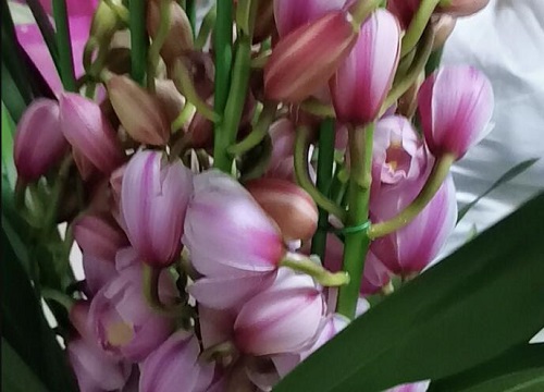 春季兰花叶片发黄了是哪些因素造成的