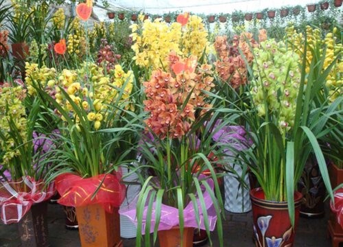 春季兰花叶片发黄了是哪些因素造成的