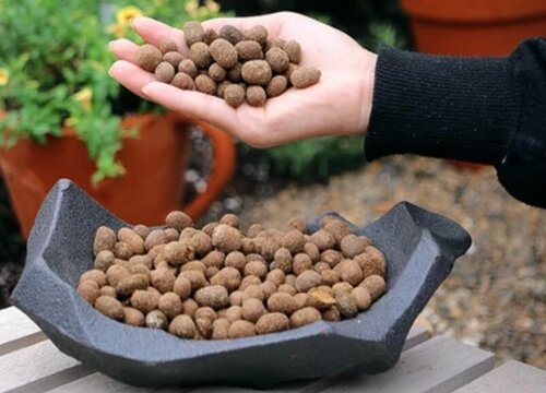 新到的月季小苗应该如何栽种