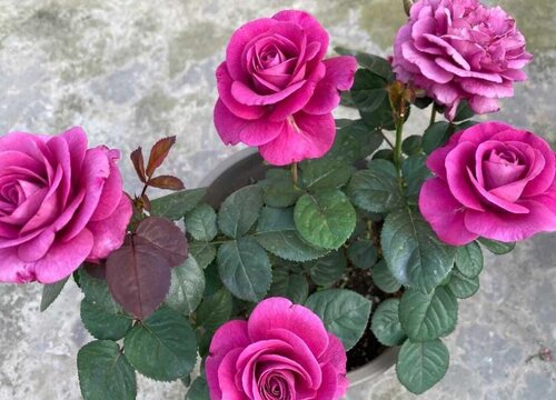 新到的月季小苗应该如何栽种