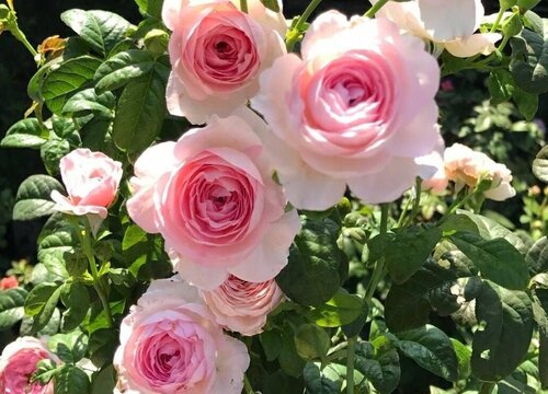 新到的月季小苗应该如何栽种