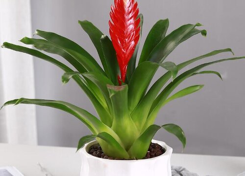 鸿运当头没根能活吗