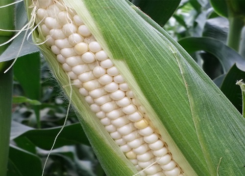 吃剩的玉米棒如何用来养花