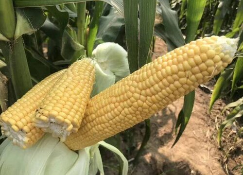 吃剩的玉米棒如何用来养花