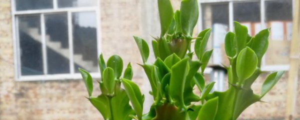 什么属相的人宜养龙骨