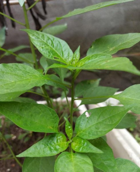 盆栽蔬菜只长叶不结果的原因