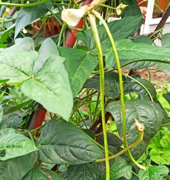 盆栽蔬菜只长叶不结果的原因